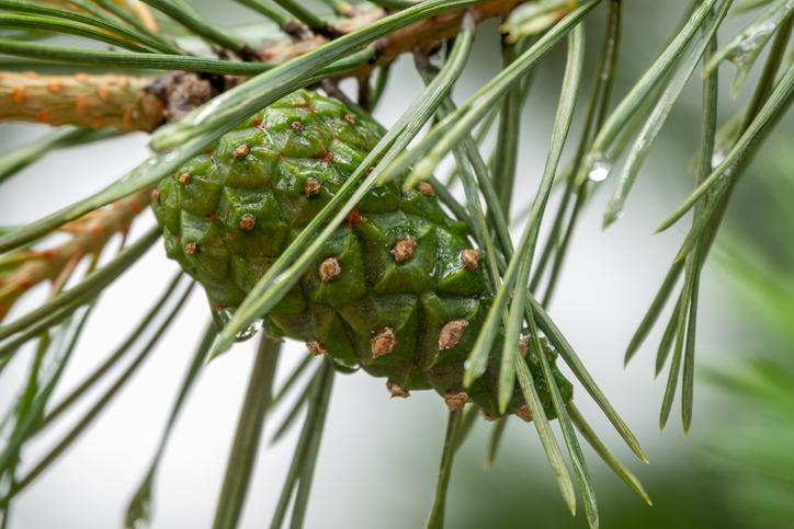 Çam Kozalağı Suyu ve Hiç Duymadığınız 5 Önemli Faydası