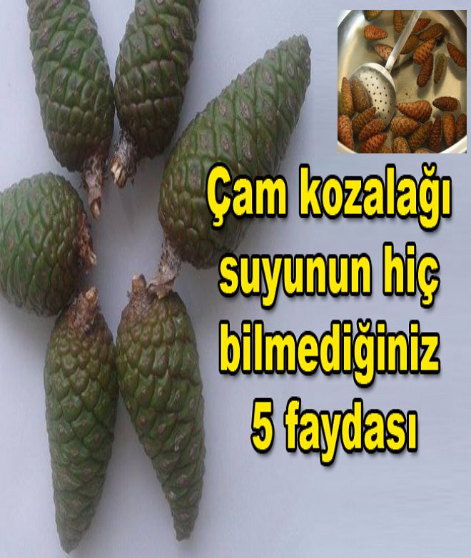 Çam Kozalağı Suyu ve Hiç Duymadığınız 5 Önemli Faydası