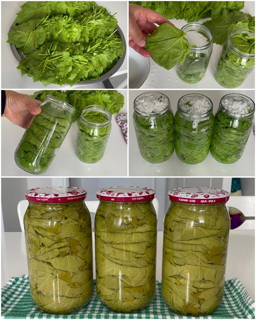 Yapraklarınız 2 Yıl TAZE Kalacak