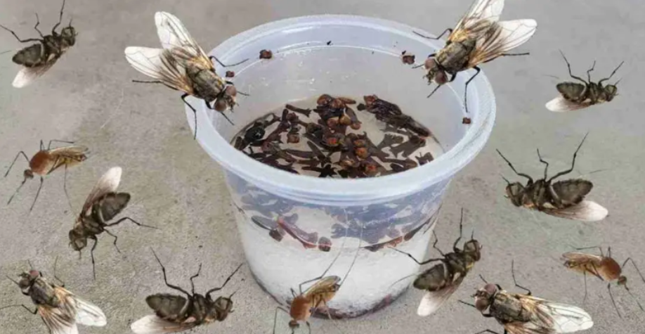 Sivrisinekler ve hamamböceklerine son